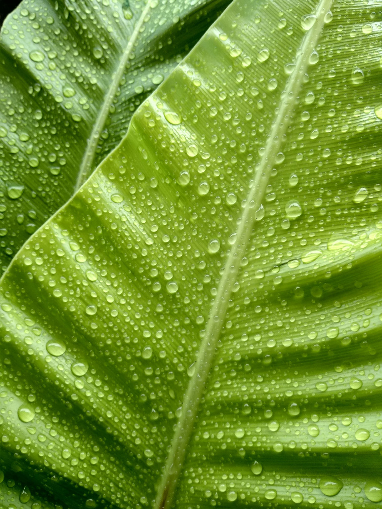 green leaf